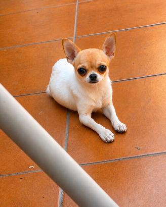 chihuahua femmina 13 mesi