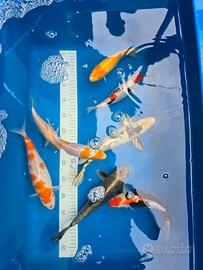 Carpe koi