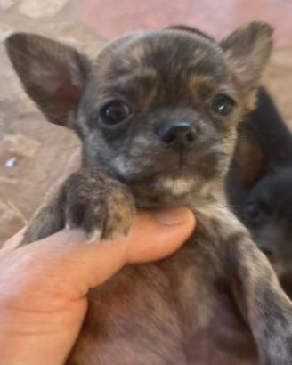 Chihuahua