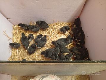 Pulcini di marans nero ramato