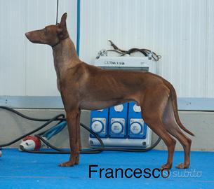 Maschio Cirneco In affido con Pedegree