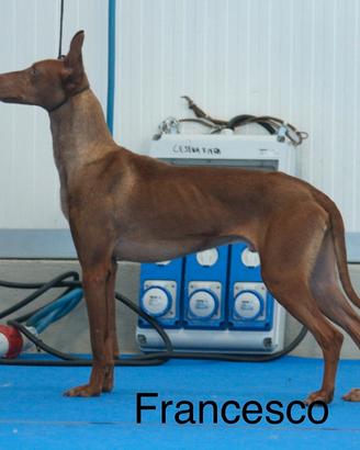 Maschio Cirneco In affido con Pedegree