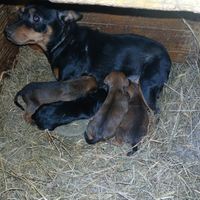 Cuccioli pinscher toy