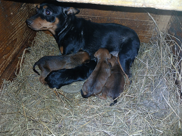 Cuccioli pinscher toy