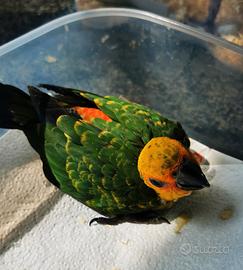 Pappagalli conuri jandaya pullo