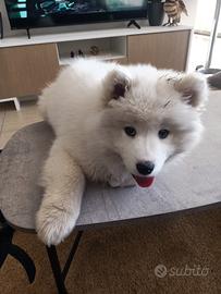 Cucciola razza samoiedo