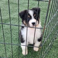 Cuccioloni australian shepherd