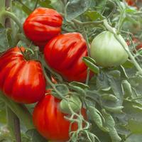 piantine di ortaggi assortimento completo