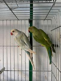 Parrocchetti dal collare