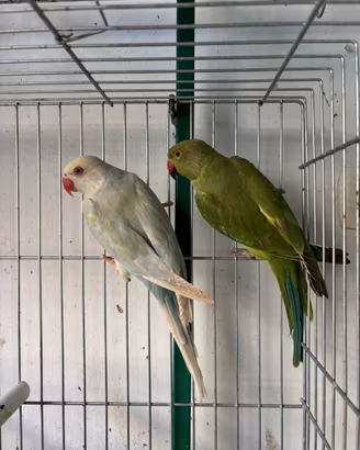 Parrocchetti dal collare