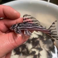 Hypancistrus L46 zebra