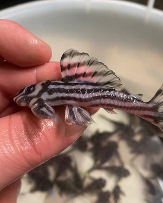 Hypancistrus L46 zebra