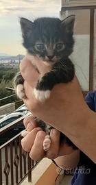 Gattini