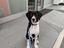 Immagine 4