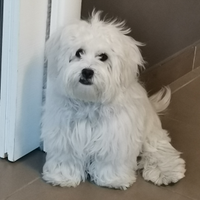 Maltesino Maschio Per Accoppiamento