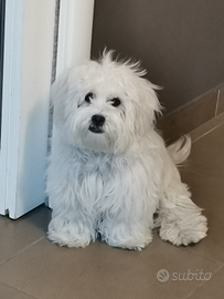 Maltesino Maschio Per Accoppiamento