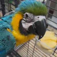Ara ararauna pullo