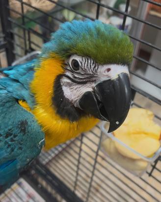 Ara ararauna pullo