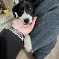 Cuccioli 2 mesi incrocio labrador e border collie