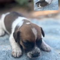 Cuccioli jack russel