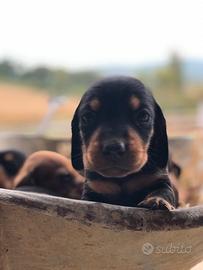 Segugio maremmano x Kopov