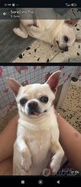 Chihuahua