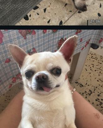 Chihuahua