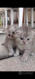 Cuccioli scottish fold e straight