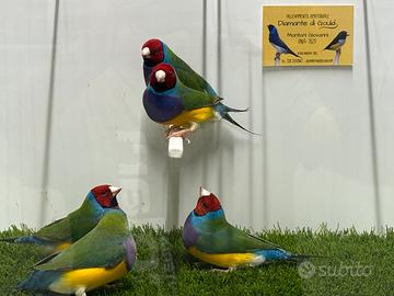 Diamanti di Gould