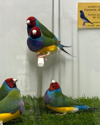 Diamanti di Gould