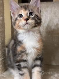 Maine coon
