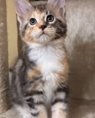 Maine coon