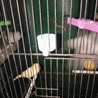 Voliere con 7canarini