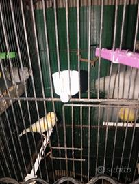 Voliere con 7canarini