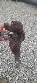 bracco tedesco/pointer inglese