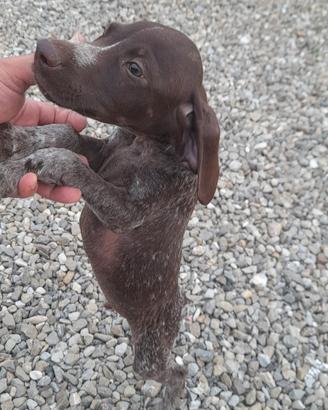 bracco tedesco/pointer inglese
