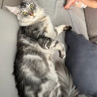 Maine coon