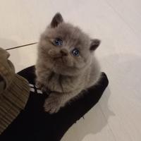 Cuccioli di Scottish straight prenotabili