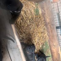 Ultimi staffy bull terrier