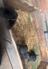 Ultimi staffy bull terrier