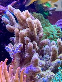 Talee di coralli per acquario marino