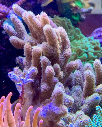 Talee di coralli per acquario marino