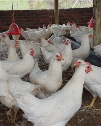 Galline livornese bianche