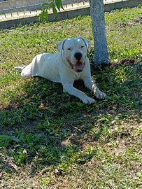 Dogo argentino