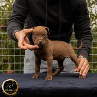 Cuccioli di American Pit Bull Terrier