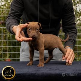 Cuccioli di American Pit Bull Terrier