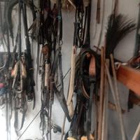 Stock di finimenti per asini, muli e cavalli