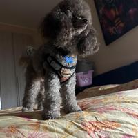 Barboncino Toy silver con pedigree stallone