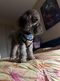 Barboncino Toy silver con pedigree stallone