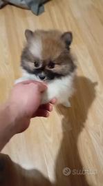 Spitz di Pomerania